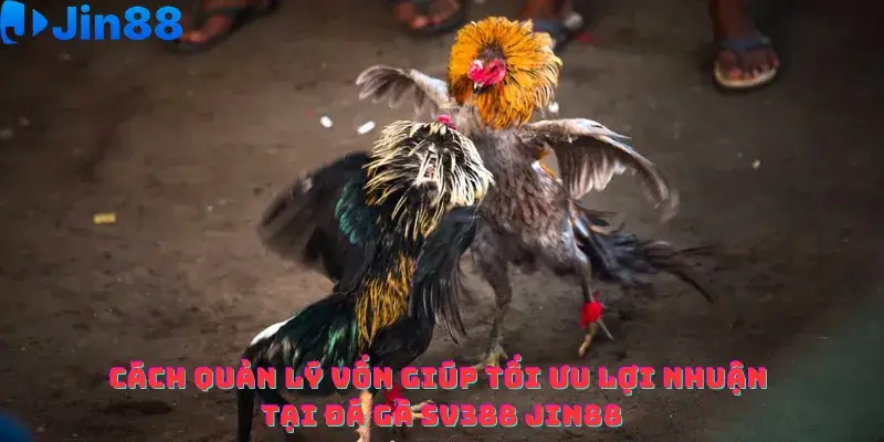 Đá gà SV388 Jin88 – Hướng dẫn Tối ưu Lợi nhuận bằng Quản lý vốn - hình ảnh - drgsgpoekt.top